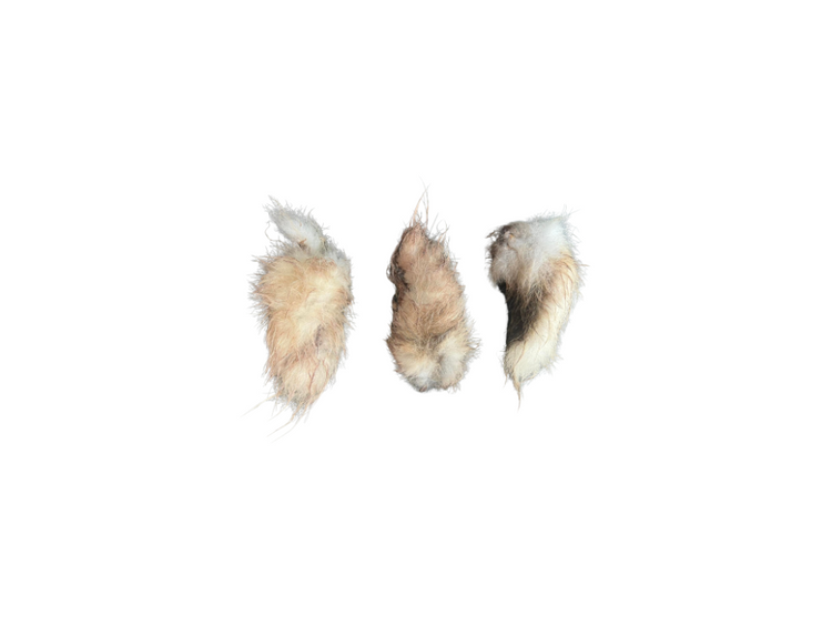 Hare Tails Fresh Frozen 20pack