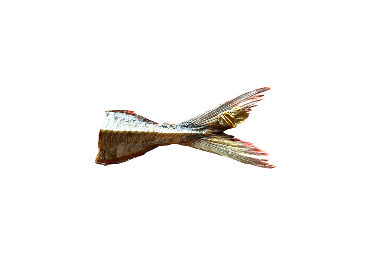 Jack Mackerel Tails 10pack