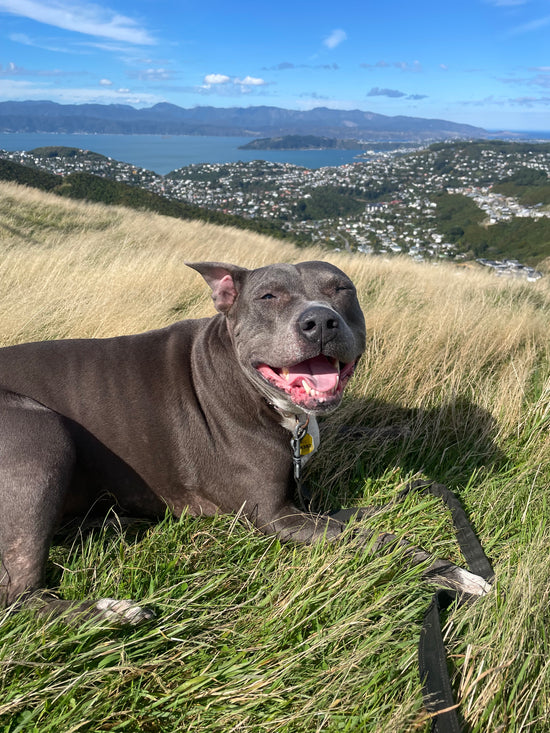 You guys really are the best in what you do! I’ve purchased from many raw dog food providers and I continue to come back to Out of the Wild because you guys have the absolute best service! Exceptional quality, amazing pricing, awesome customer service, efficient shipping and the best range! Thankyou, thank you! Kahlani, our 6 year old Amstaff is obsessed with dinner time because of you! Keep doing what you do, you guys are awesome!  Thanks so much, Casey, Trey, Kahlani & Boat (the cat that finally gets some peace at dinner time due to Kahlani being distracted by chowing down her dinner and getting into a food coma)