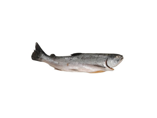 Whole Salmon Kg